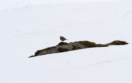 Image of Rosy Pipit