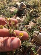 Image of Brewer's Cinquefoil