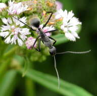 Camponotus angusticeps Emery 1886的圖片