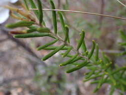 Image of Ricinocarpos bowmanii F. Muell.