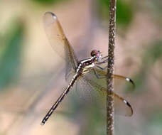 Hemistigma affine (Rambur 1842) resmi