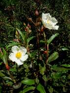 Imagem de Cistus laurifolius L.