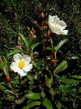 Imagem de Cistus laurifolius L.