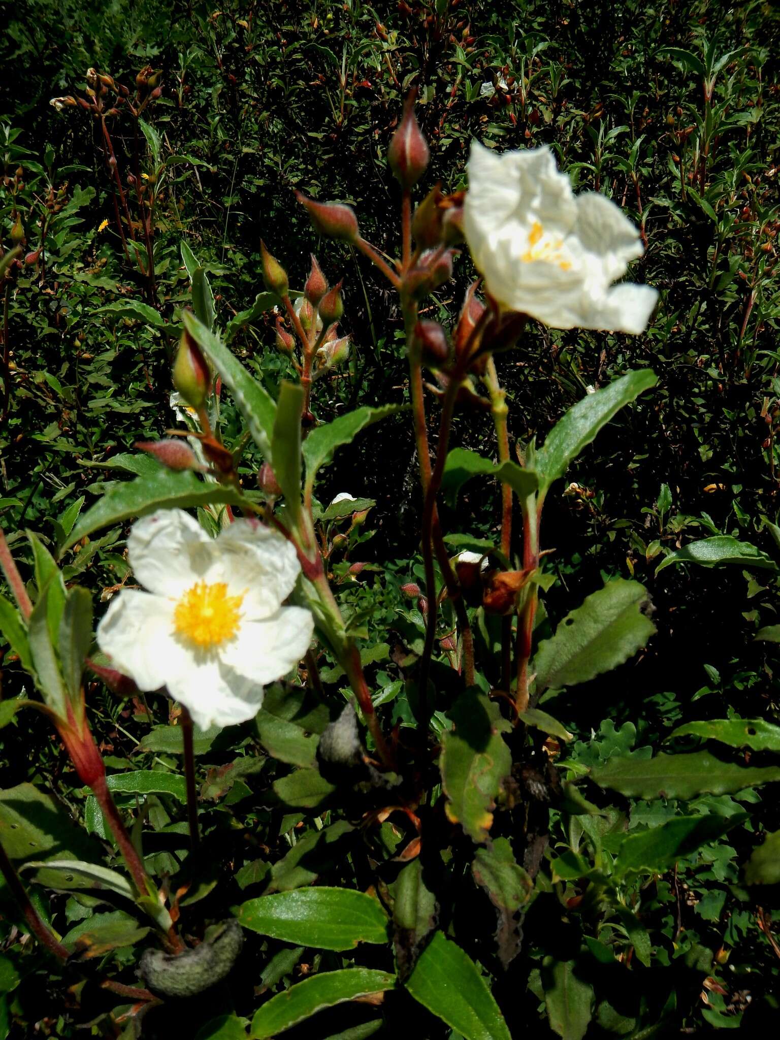 Image of Laurel-leaved Rock-rose