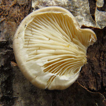 Image of Pleurotus calyptratus (Lindblad ex Fr.) Sacc. 1887