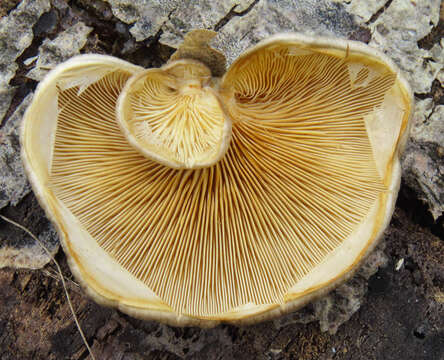 Image of Pleurotus calyptratus (Lindblad ex Fr.) Sacc. 1887