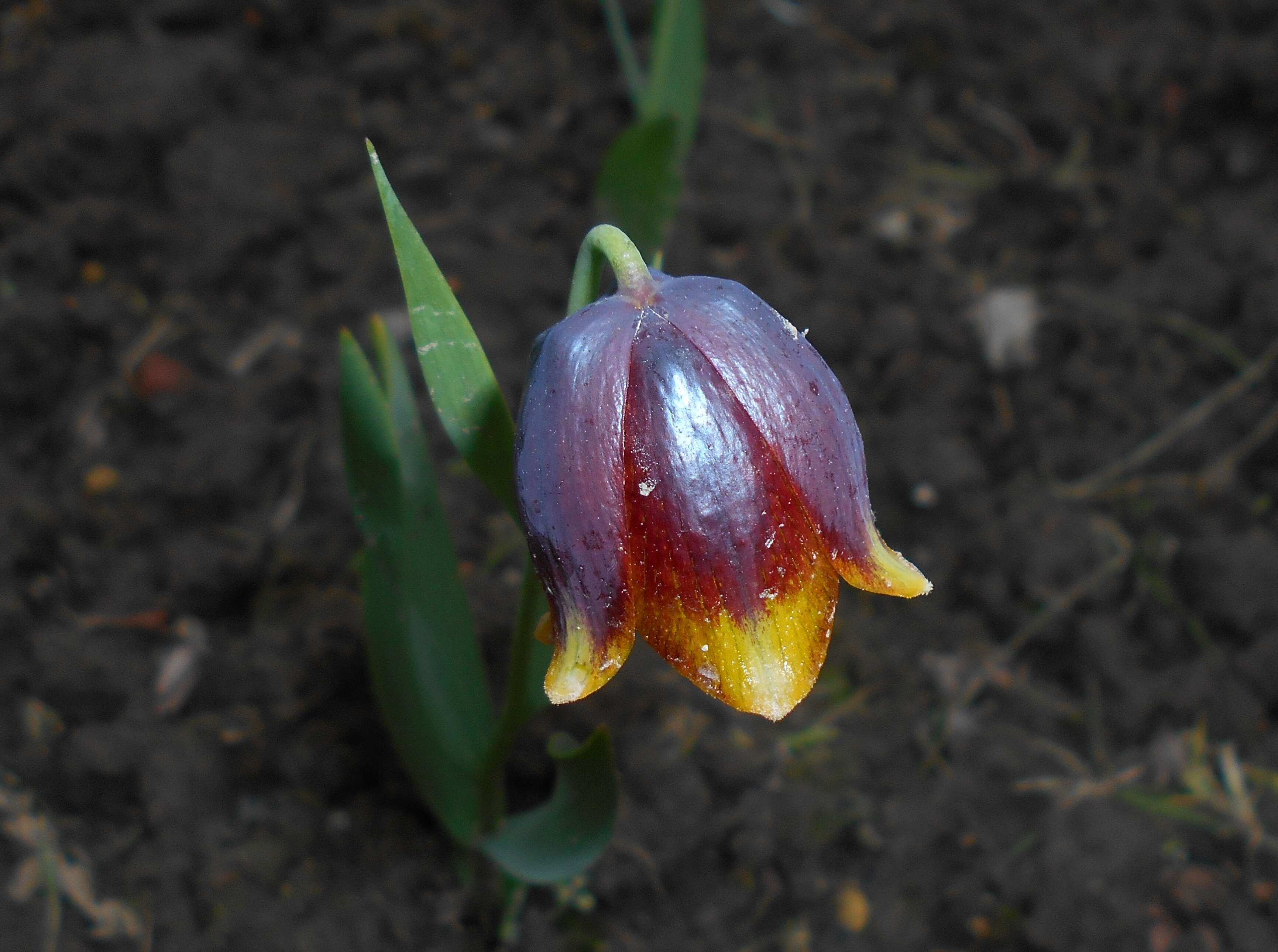 Image of Fritillaria michailovskyi Fomin