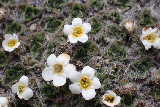 Image of Myosotis pulvinaris Hook. fil.