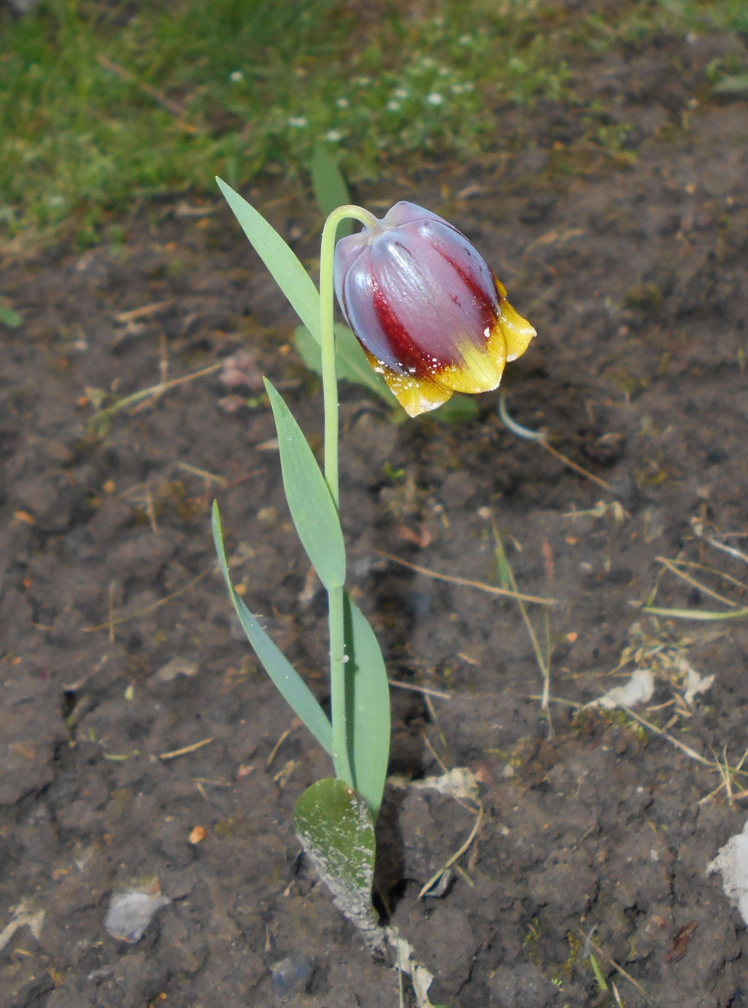 Image of Fritillaria michailovskyi Fomin