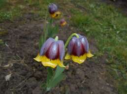 Image of Fritillaria michailovskyi Fomin