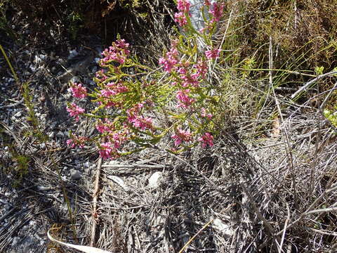 Image of Erica longiaristata Benth.