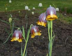 Image of Fritillaria michailovskyi Fomin