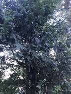 Image of Chinese yew