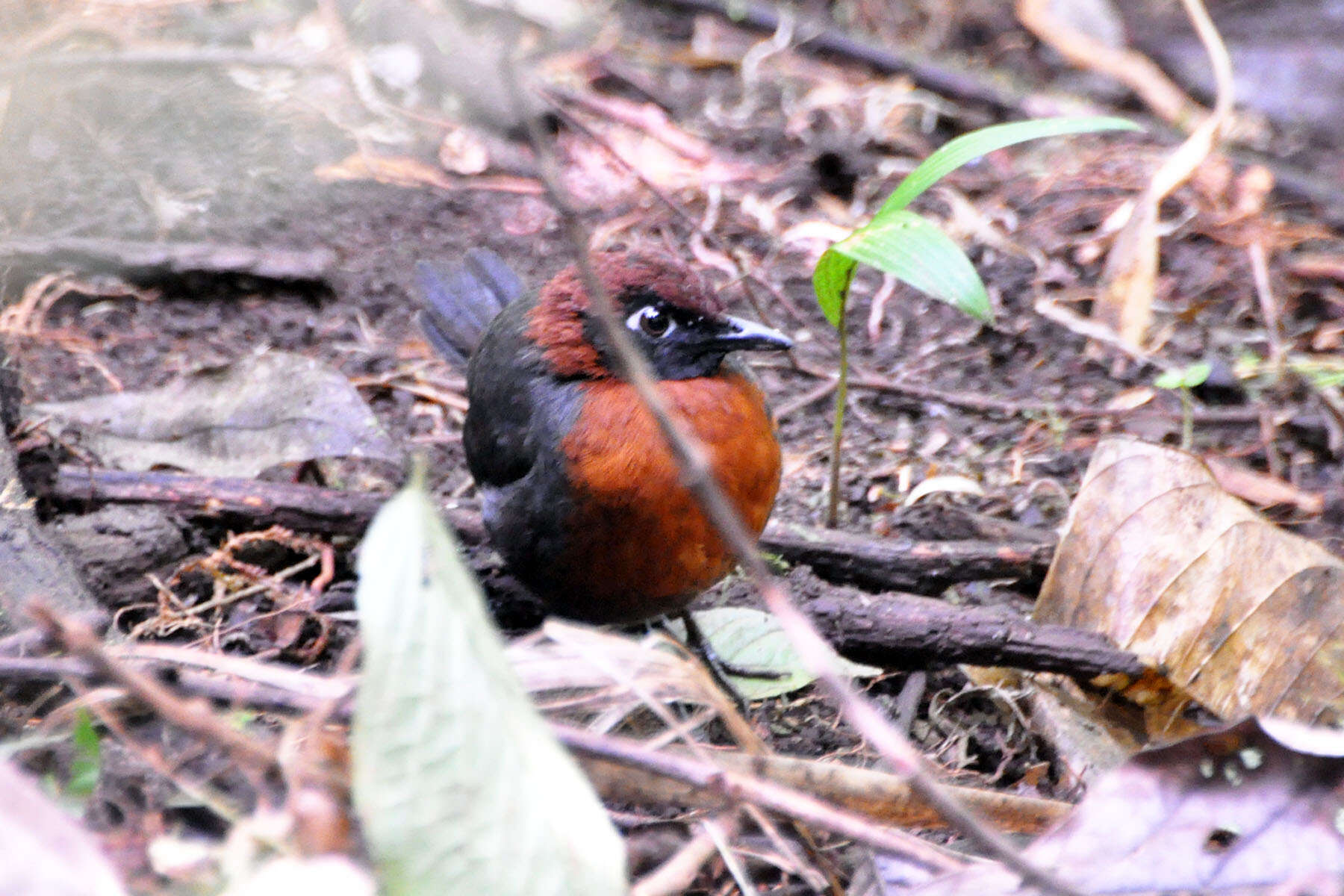 Image of Rufous-breasted Antthrush