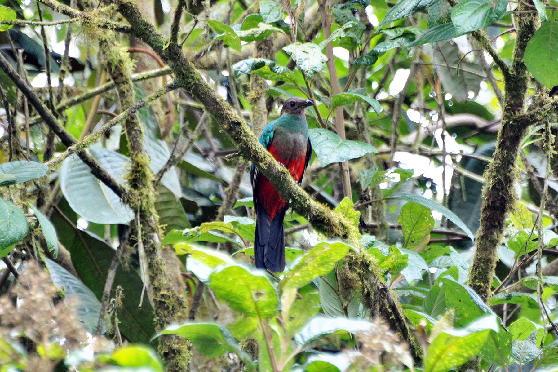 Image de Quetzal doré