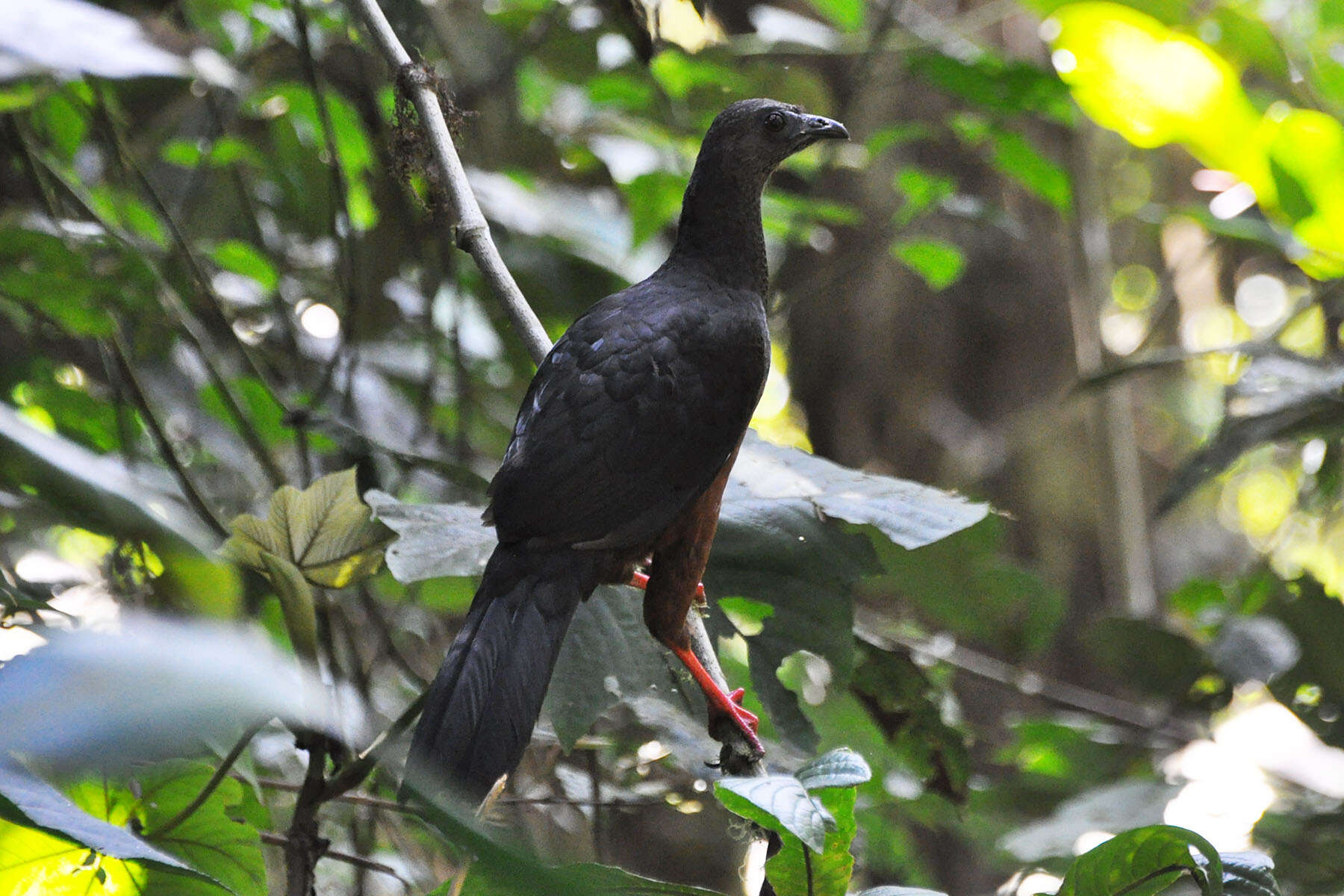 Image of Sickle-winged Guan