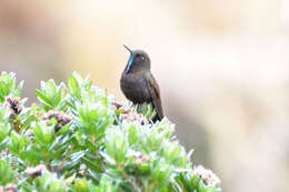 Image of Blue-mantled Thornbill