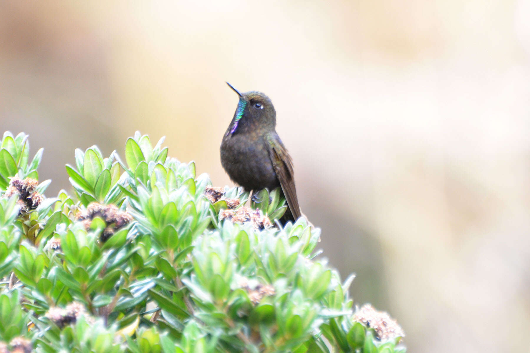 Image of Blue-mantled Thornbill