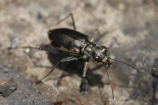 Image of Ellipsoptera nevadica lincolniana (Casey 1916)