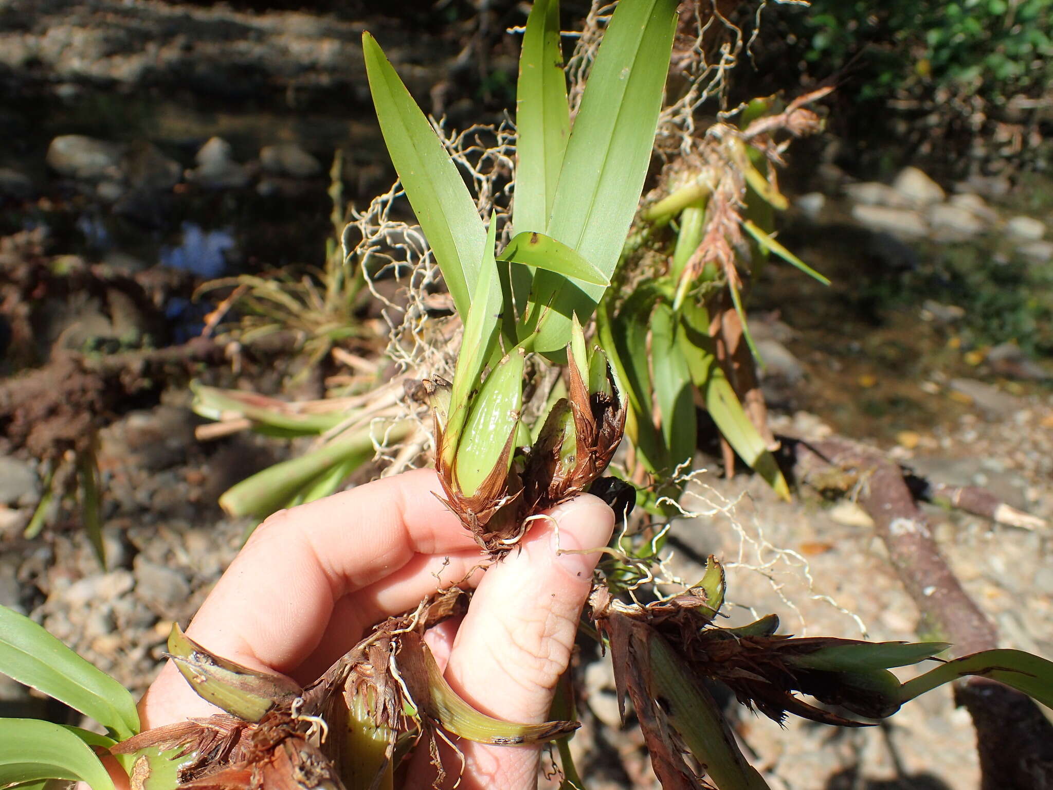 Imagem de Maxillaria parviflora (Poepp. & Endl.) Garay