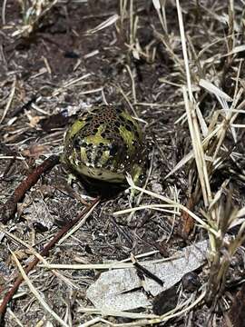 Image of Crucifix Frog