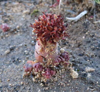 Image of Crassula columnaris subsp. columnaris