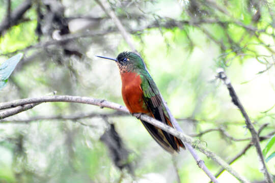 Image of Chestnut-breasted Coronet