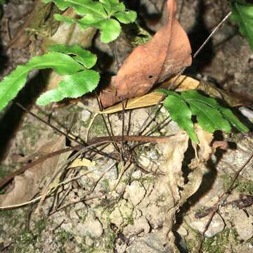 Image of Pteris kidoi Kurata