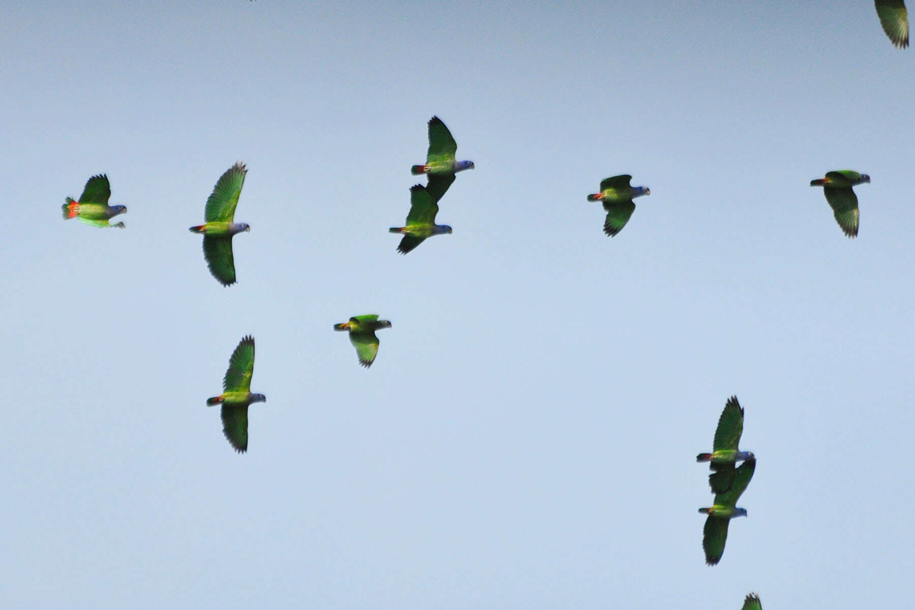 Image of Blue-headed Parrot