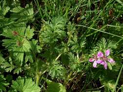 Image of Common Stork's-bill