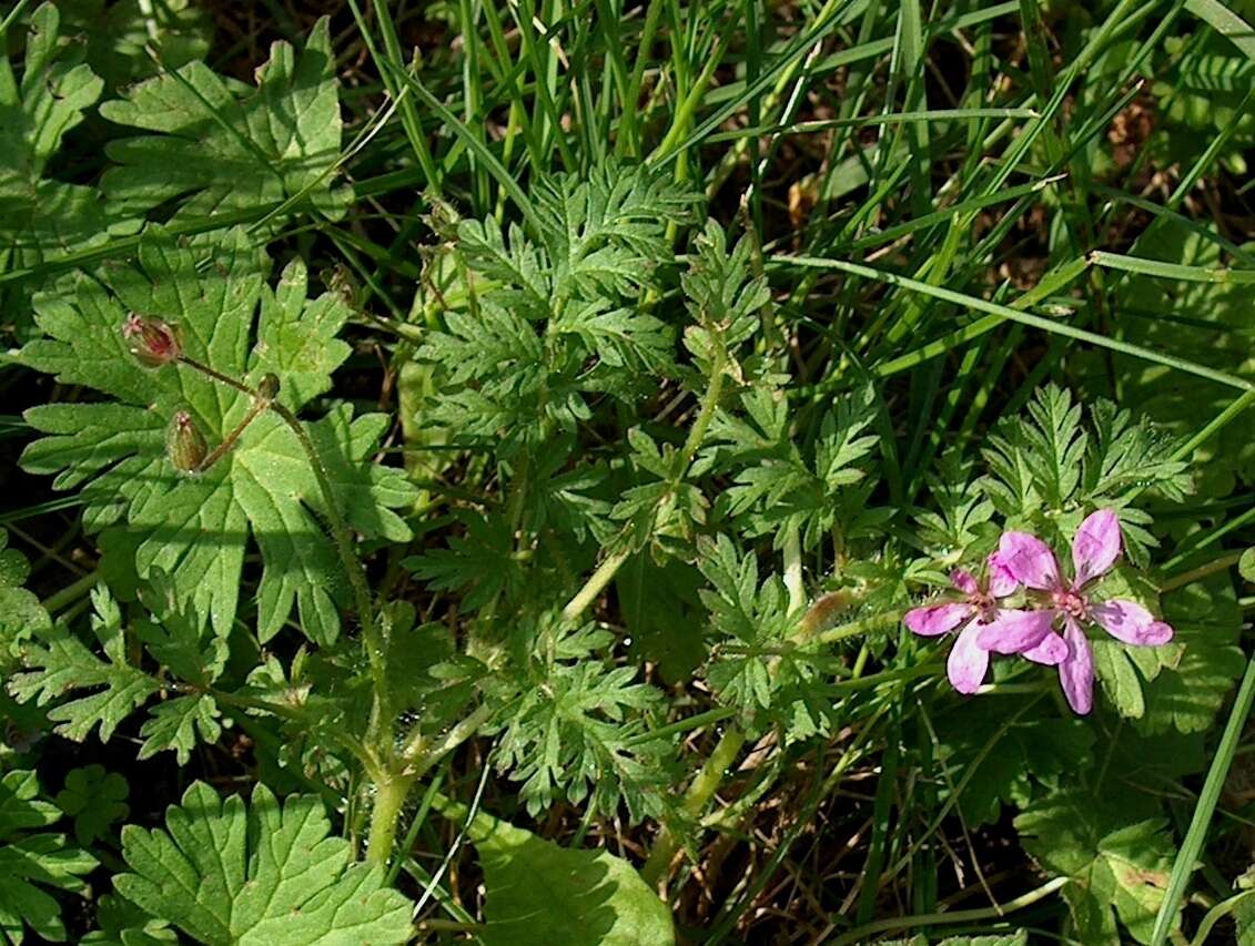 Image of Common Stork's-bill