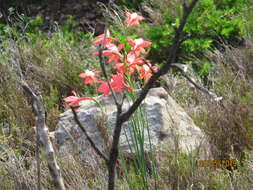 Imagem de Gladiolus priorii (N. E. Br.) Goldblatt & M. P. de Vos