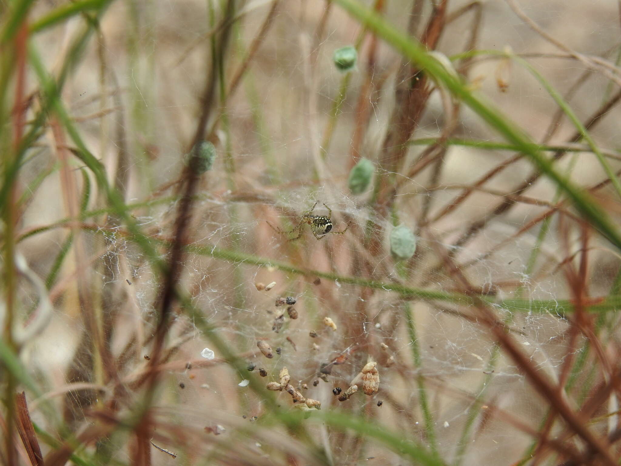 Image of Cyrtobill darwini Framenau & Scharff 2009