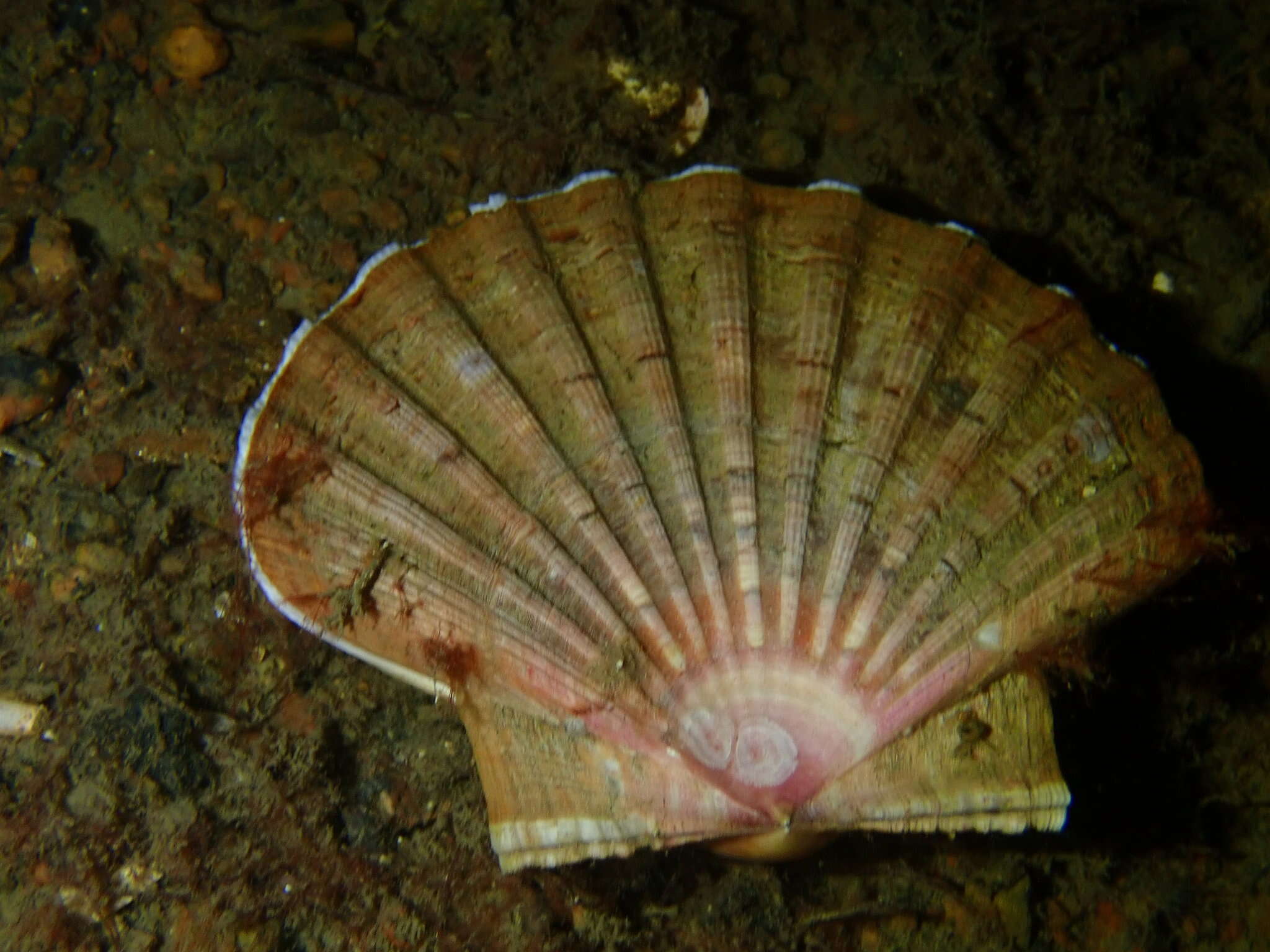 Image of Great Atlantic scallop