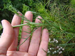 Image of Senecio paniculatus Berg.