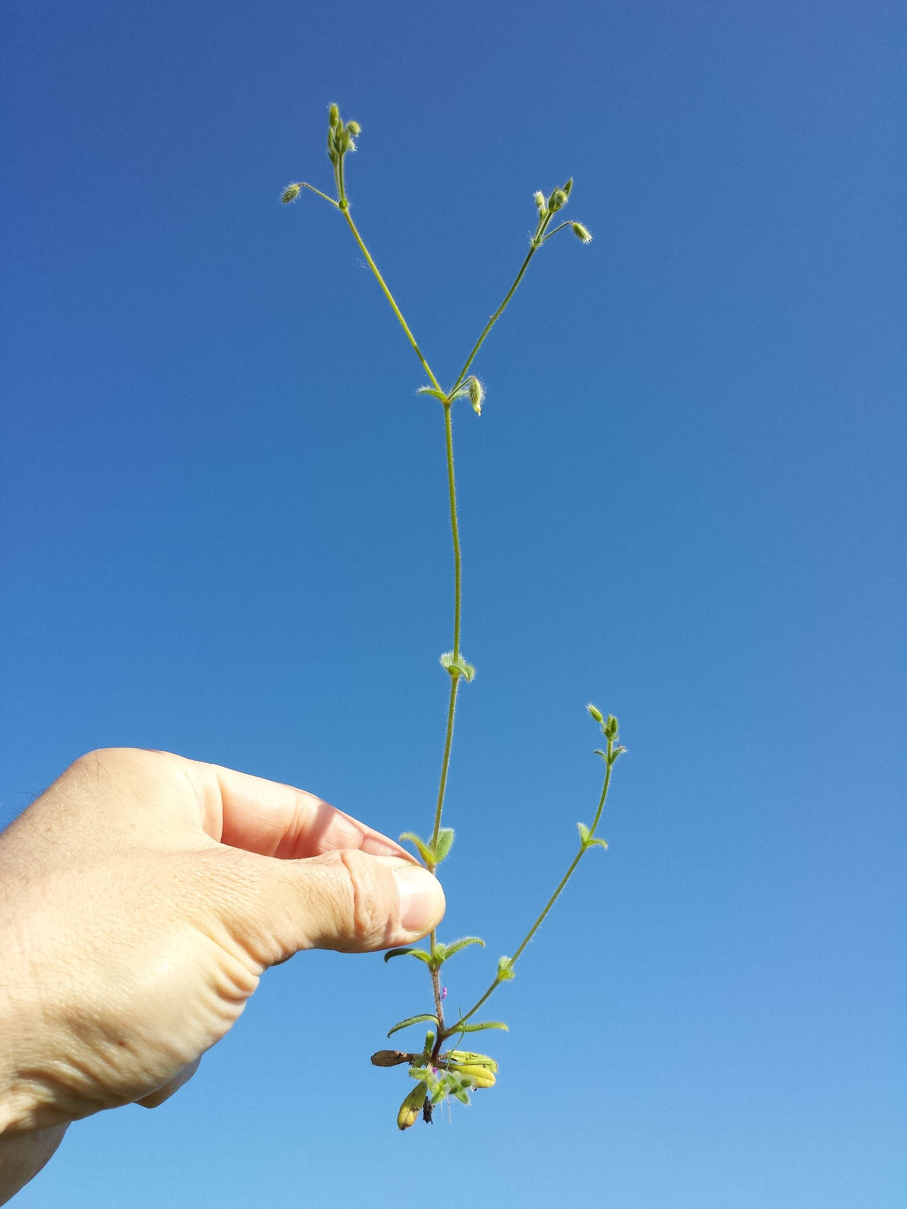 Слика од Cerastium brachypetalum Desf. ex Pers.