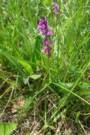 Image of tufted milkwort