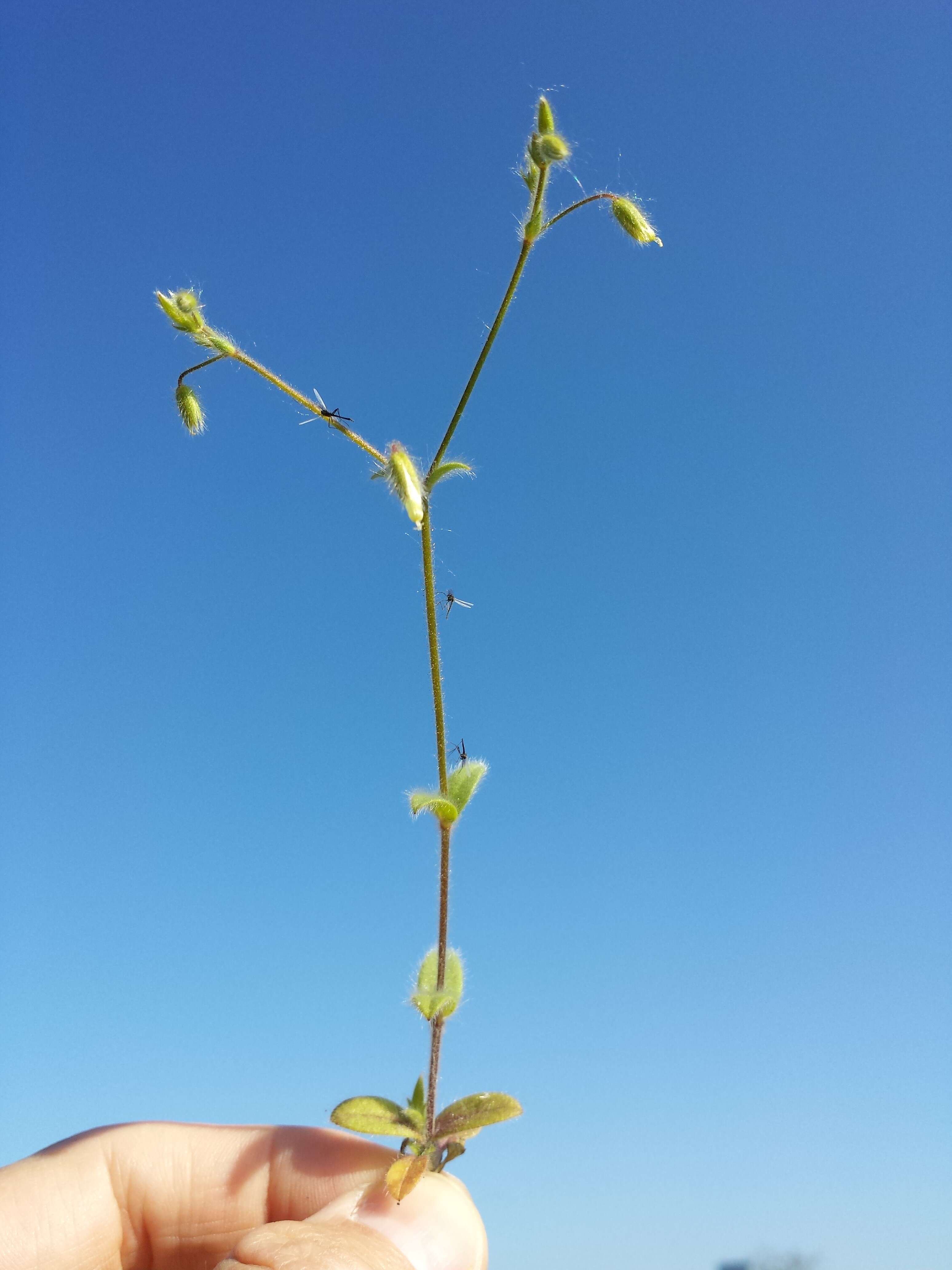 Слика од Cerastium brachypetalum Desf. ex Pers.