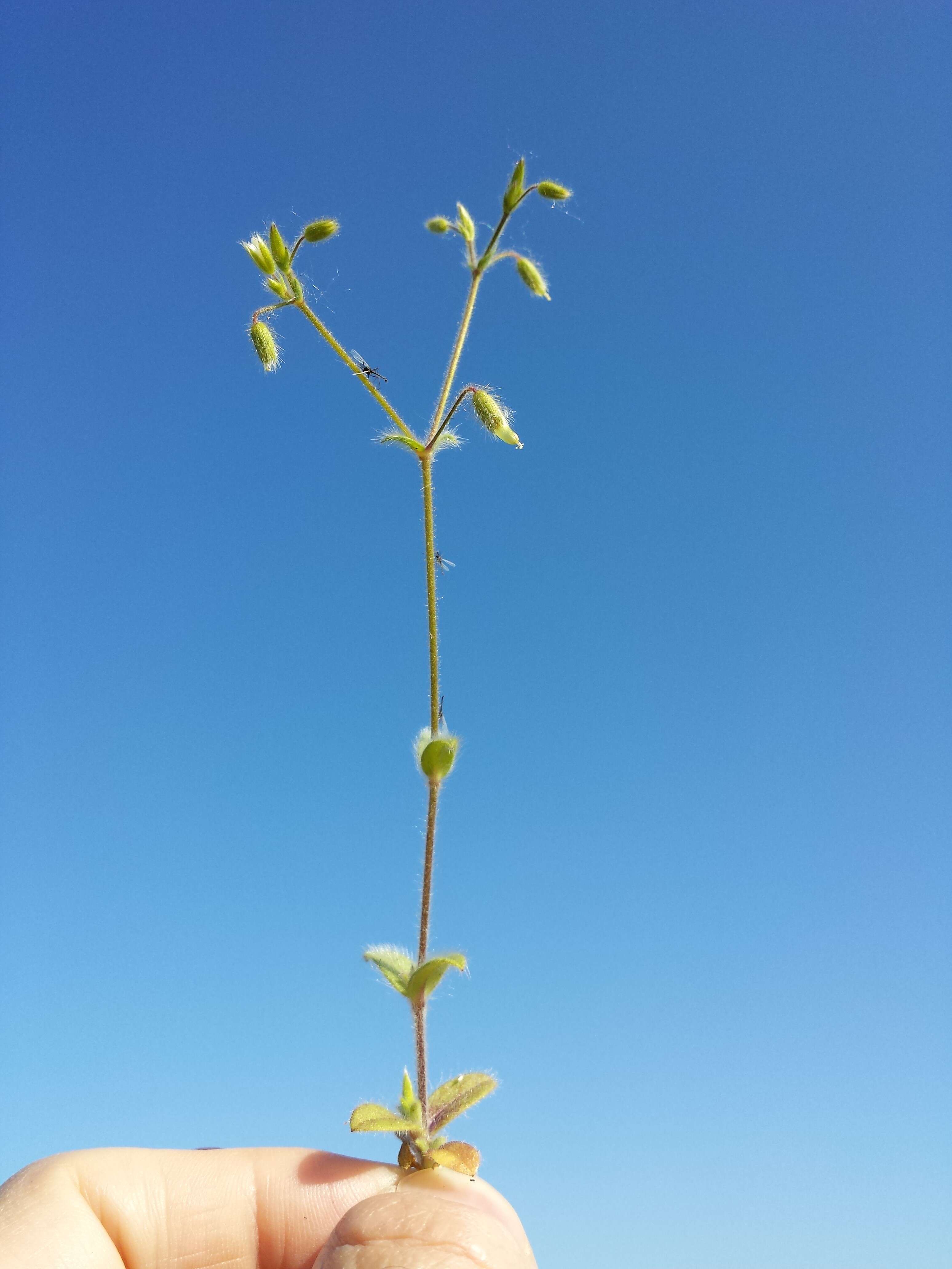 Слика од Cerastium brachypetalum Desf. ex Pers.