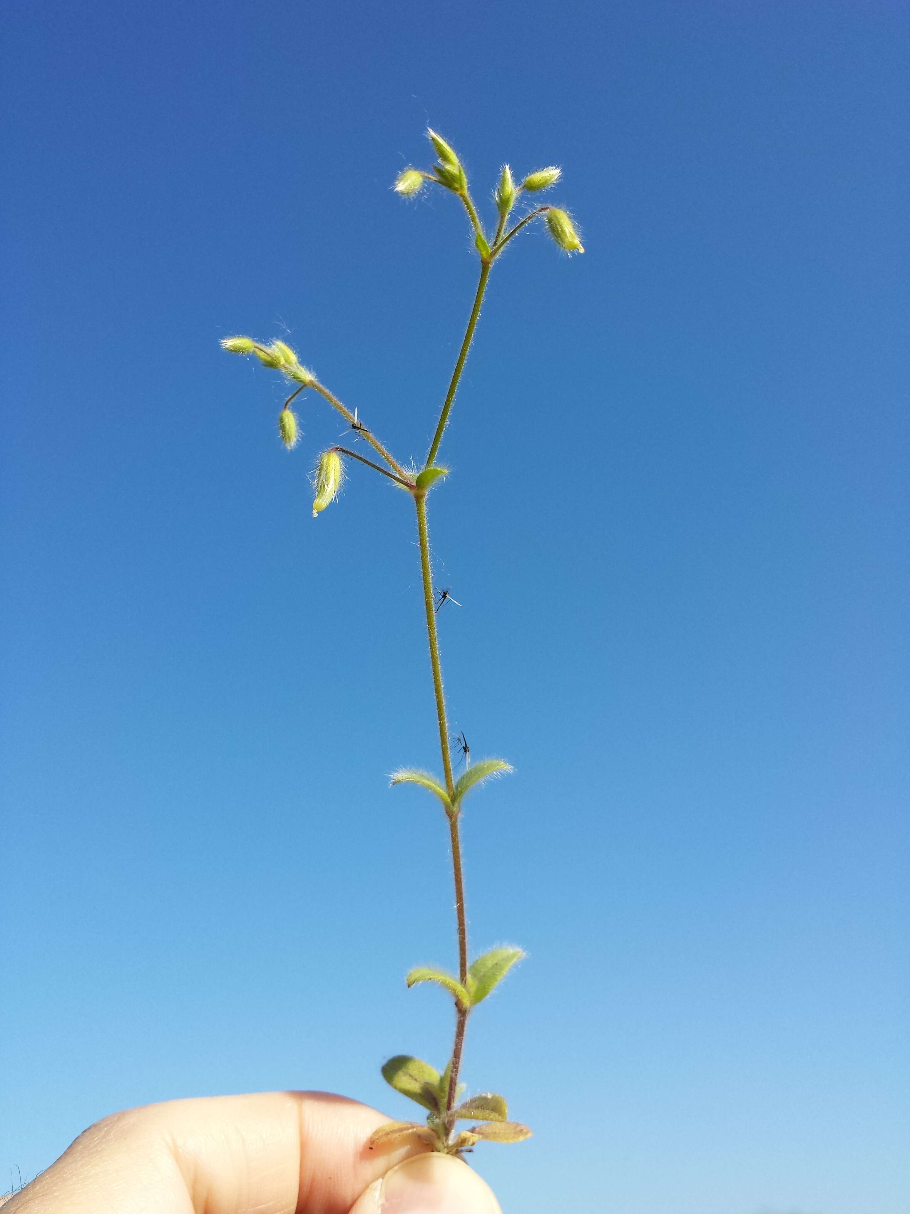 Слика од Cerastium brachypetalum Desf. ex Pers.