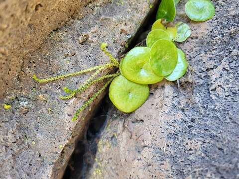 Image of Peperomia peruviana (Miq.) Dahlst.