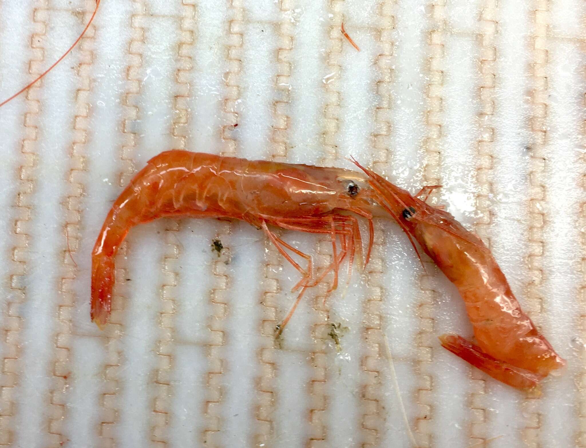 Image of northern prawn