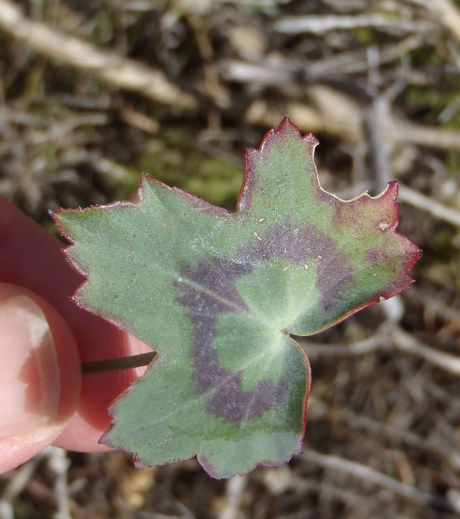 Image of Pelargonium tabulare (Burm. fil.) L'Her.