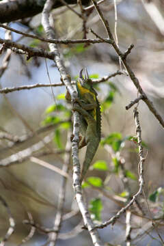 Plancia ëd Trioceros jacksonii jacksonii (Boulenger 1896)