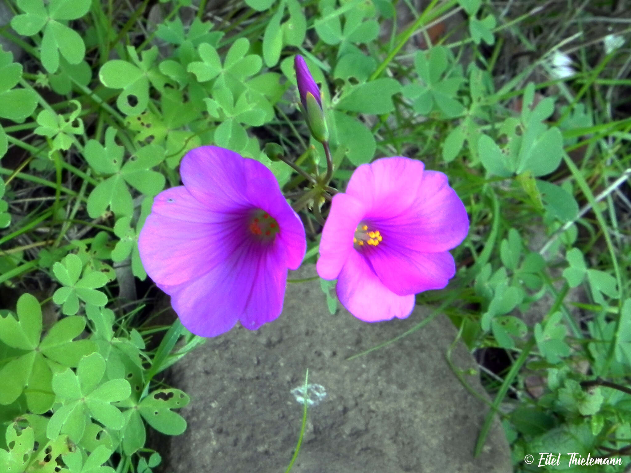 Sivun Oxalis arenaria Bert. kuva