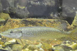 Image of Northern pike