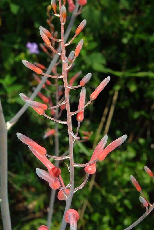 Image of Aloe dyeri Schönland