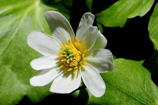 Image de Caltha leptosepala DC.