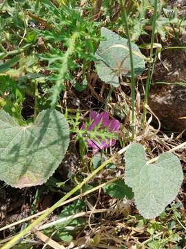 Imagem de Alcea acaulis (Cav.) Alef.