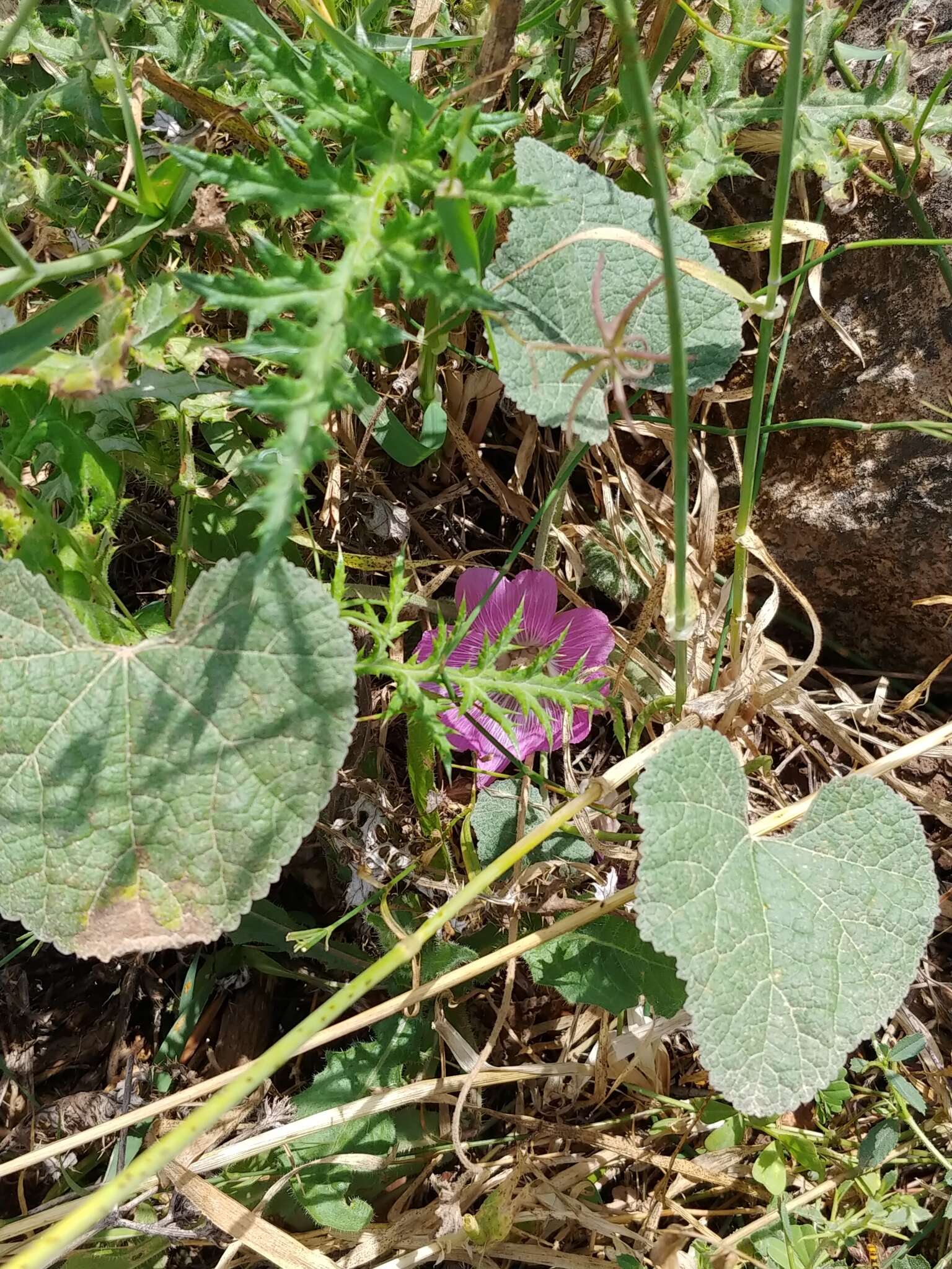 Image of Alcea acaulis (Cav.) Alef.